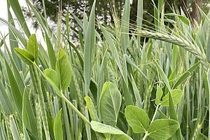 Gemenge von Erbsen und Triticale. 