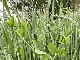 Gemenge von Erbsen und Triticale. 