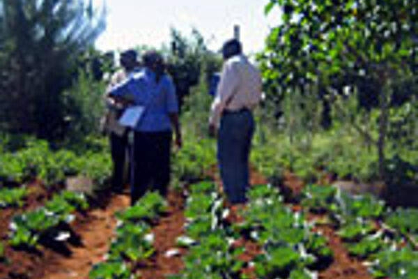 Langzeit-Systemvergleich in Kenia mit Mais-Gemüse-Fruchtfolgen