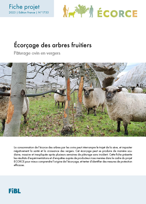 Écorçage des arbres fruitiers