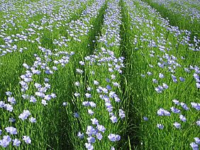 Mehrere Reihen mit blau blühenden, mittelhohen Pflanzen auf einem Feld. 