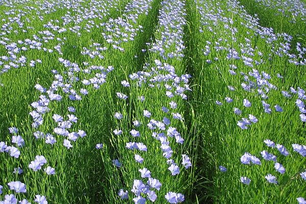 Plusieurs rangées de plantes à fleurs bleues de hauteur moyenne dans un champ.