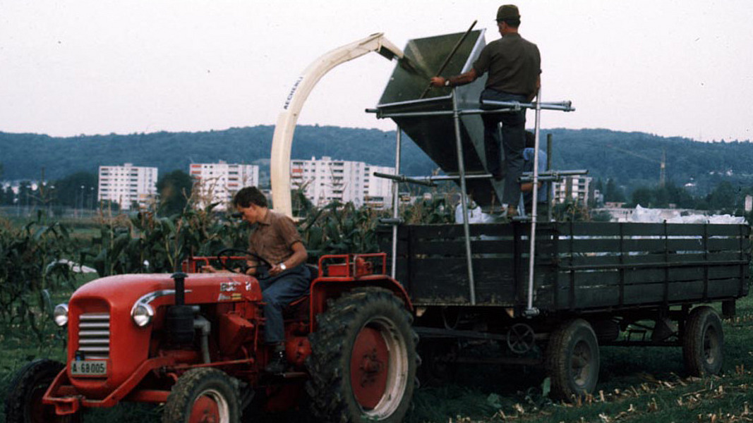 Sous-semis de légumineuses dans le maïs