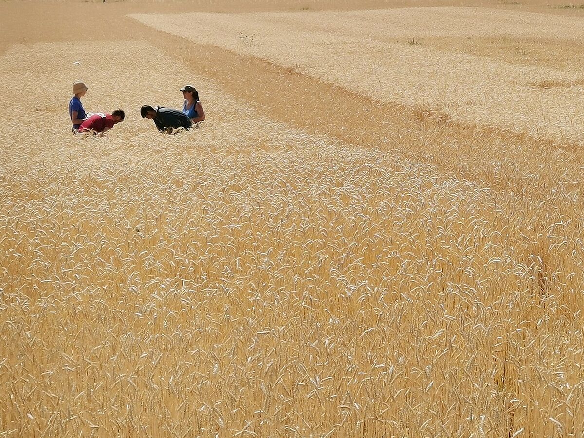 FiBL - Bread Wheat Varieties In Organic Farming