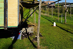 Ein Teil des Trutenstalls der auf einer Wiese steht, im Hintergrund die Obstbäume