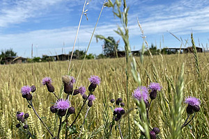 Plants with purple flowers in the foreground, grain field in the background. 