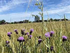 Pflanzen mit violetten Blüten im Vordergrund, Getreidefeld im Hintergrund. 