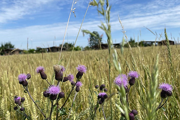 Pflanzen mit violetten Blüten im Vordergrund, Getreidefeld im Hintergrund. 