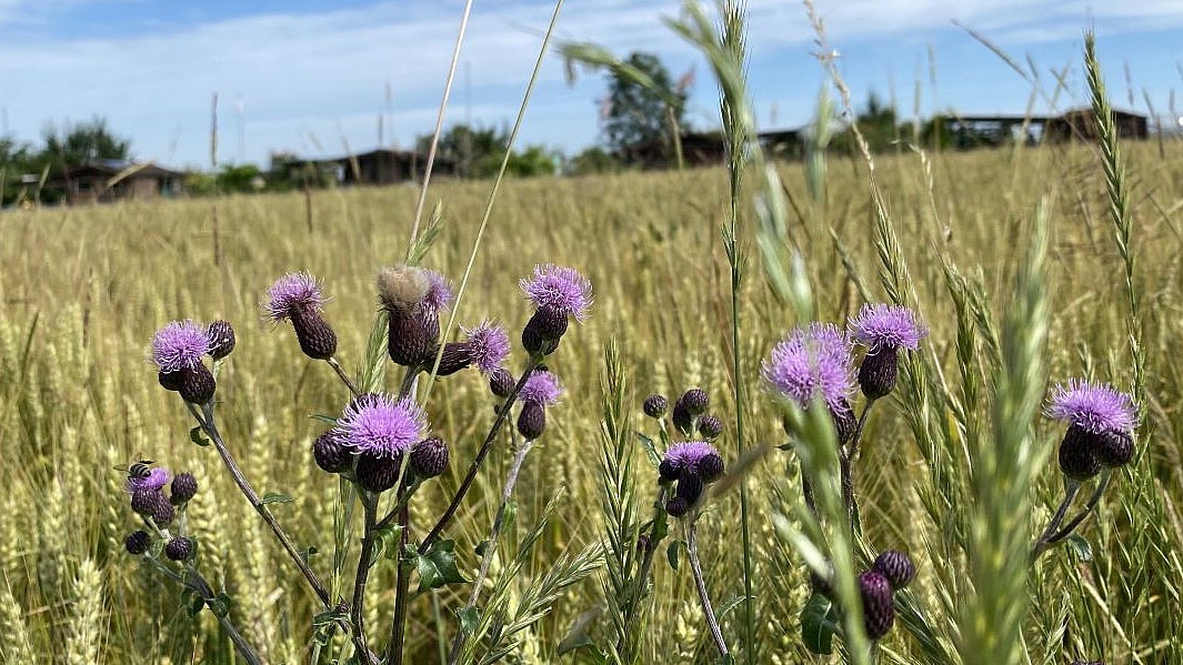 Plants with purple flowers in the foreground, grain field in the background.