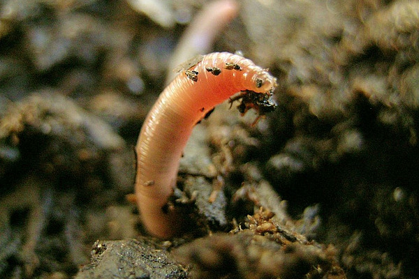 Nahaufnahme eines Regenwurms in brauner Erde.