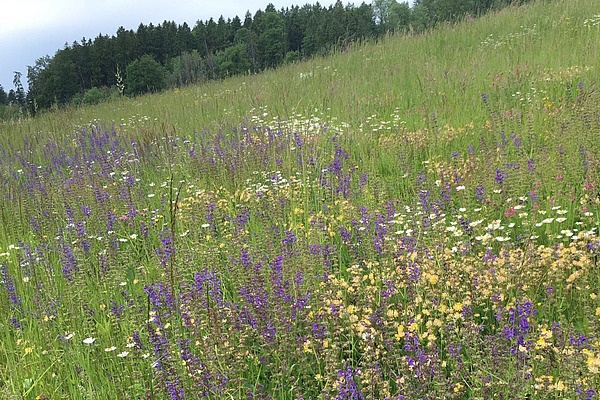 Vielfältige Wiese mit verschiedenen Blumen.