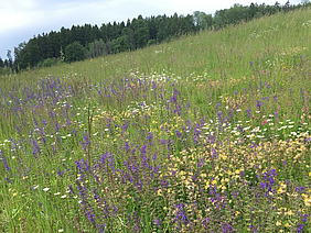 Vielfältige Wiese mit verschiedenen Blumen.