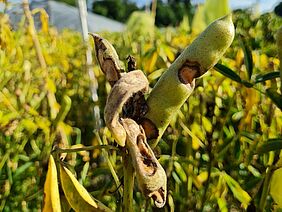 A white lupin plant showing anthracnose symptoms.