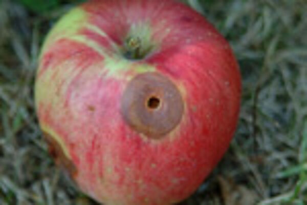 Schadbild de Apfelwicklers an Apfel