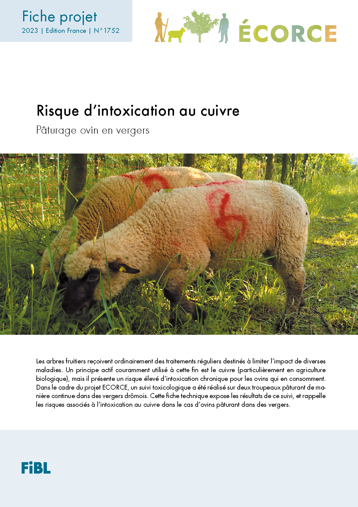 Cover: Risque d’intoxication au cuivre