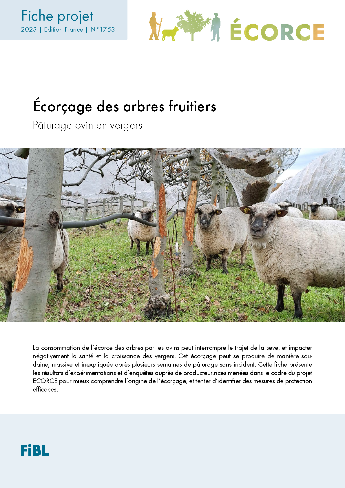 Écorçage des arbres fruitiers